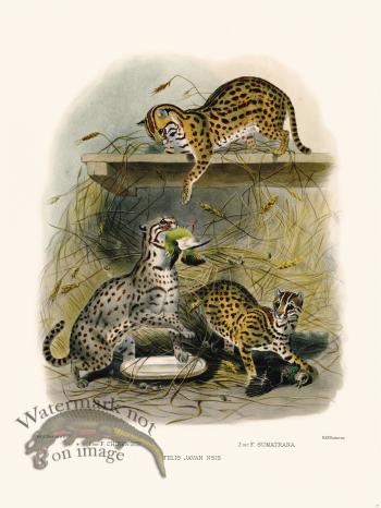 Elliot Cat 28 Cat Javan Nsis